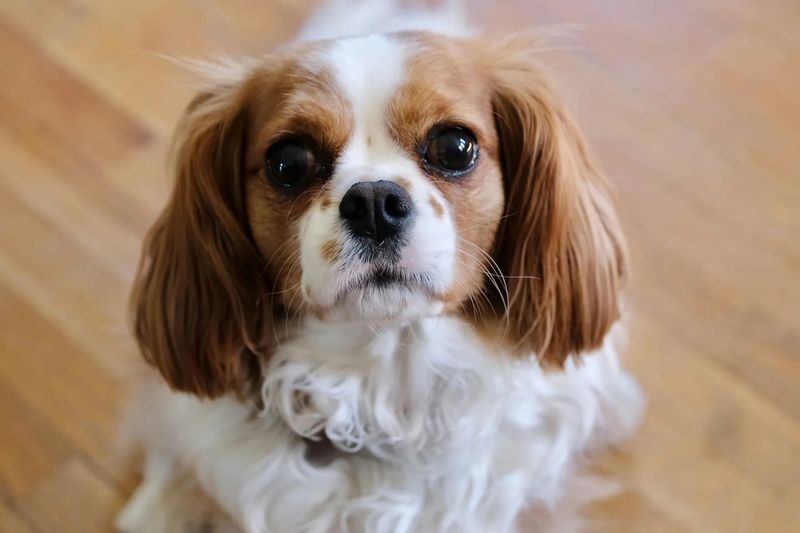 Cuddly Cavalier King Charles Spaniels