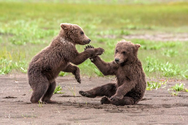 Playful Cubs