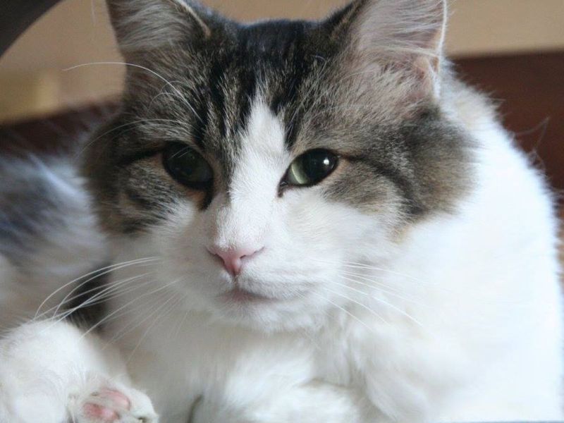 Oscar: The Hospice Cat With A Sixth Sense