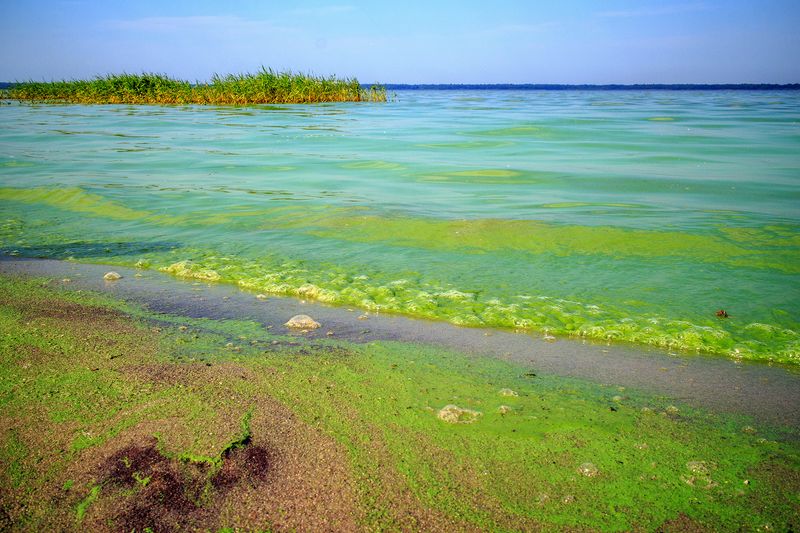 Cyanobacteria (Blue-Green Algae)