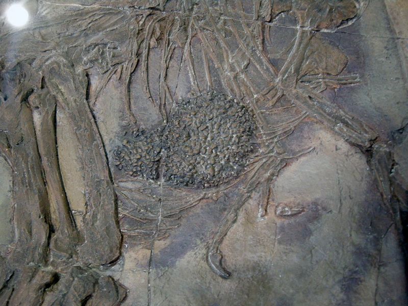 How Sauropods Likely Processed Food Without Chewing