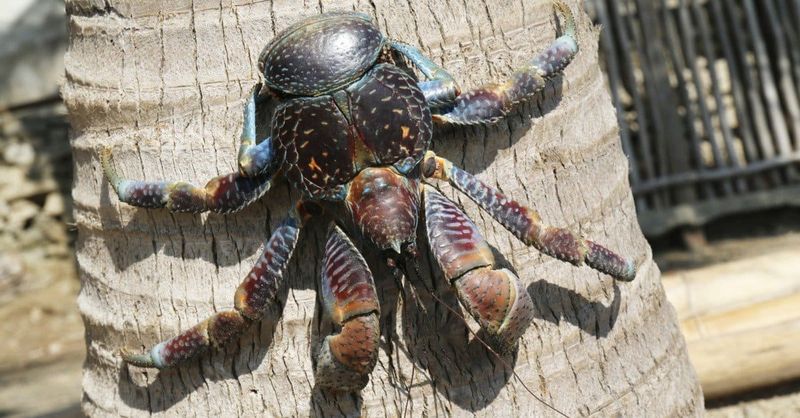 Communication Methods Unlike Any Known Crab Species