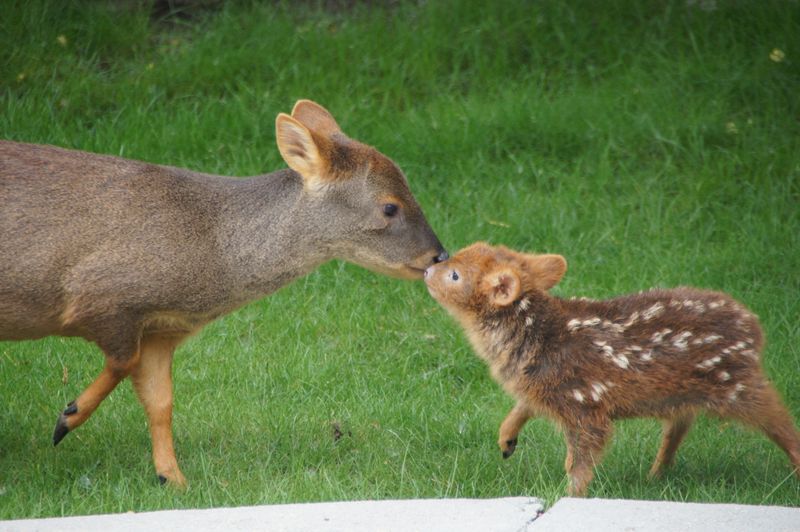 Reproductive Behavior