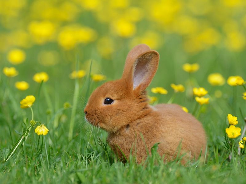 Spaying And Neutering Extends Life