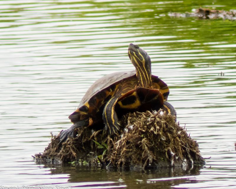 The Red-Eared Slider's Natural Habitat