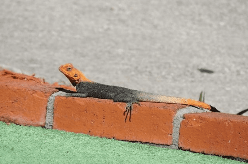 Thriving In Urban Environments