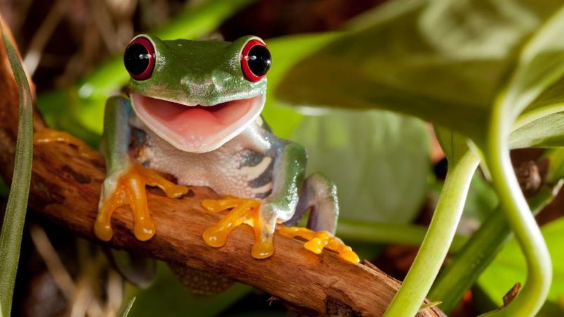 Nutritional Needs Of Tree Frogs