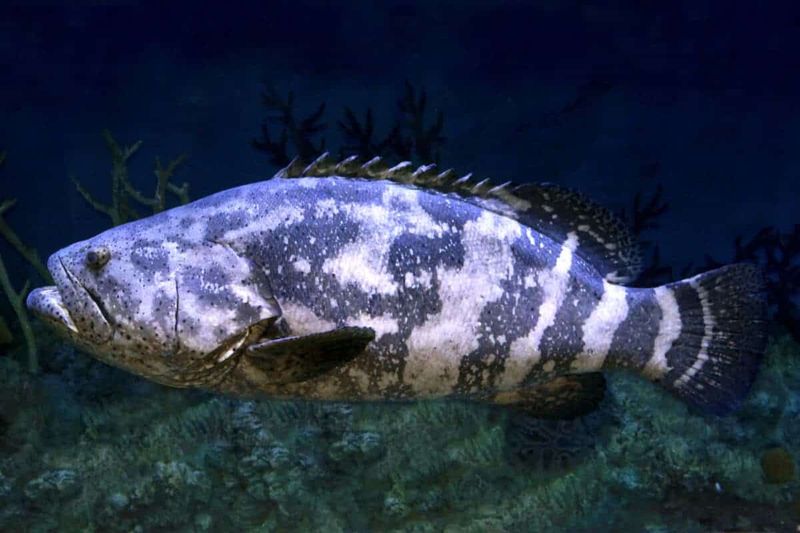 Extinction Theories Explored
