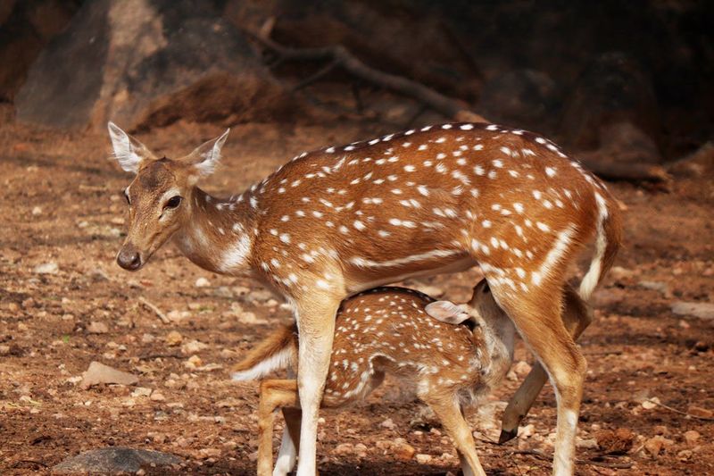 Efficient Reproduction Rates