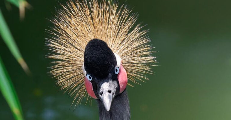 Different Types Of Crane Birds And Their Unique Features