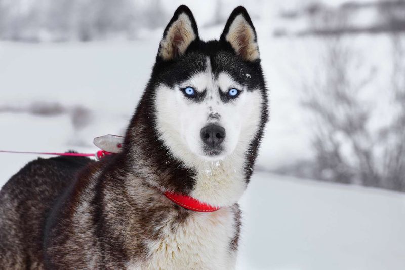 Siberian Husky