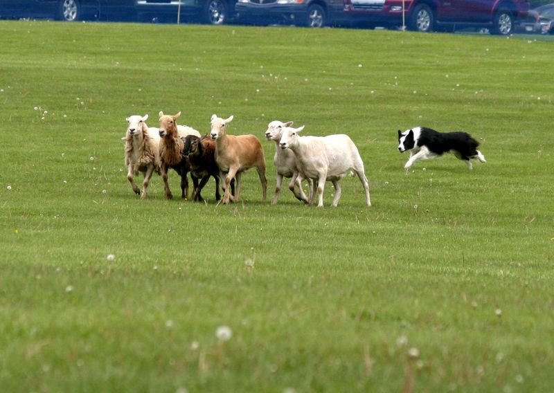 Herding Dogs