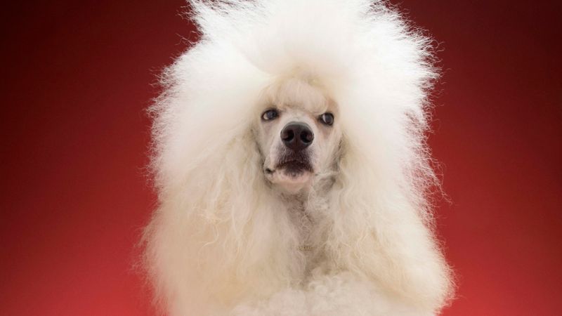 Stereotyped As Prissy Dogs