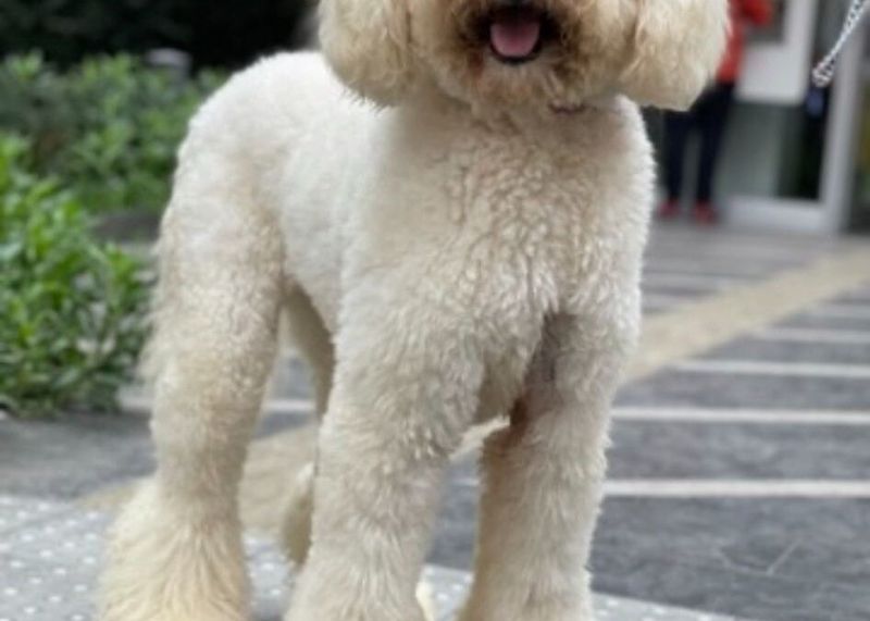 Endless Shedding Myths