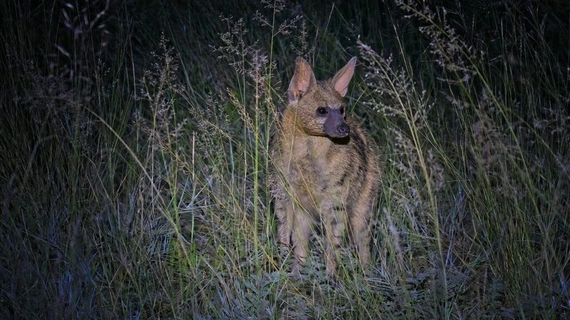 Nocturnal Behavior