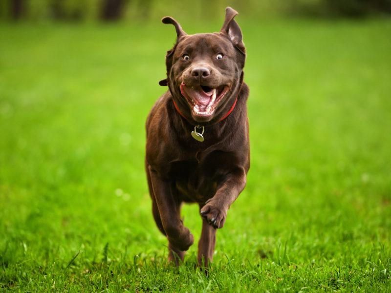 Zoomies At Odd Hours
