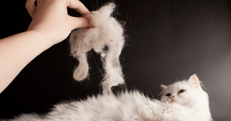 Excessive Shedding And Hairballs