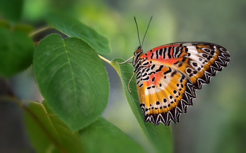 Photography Tips For Identification