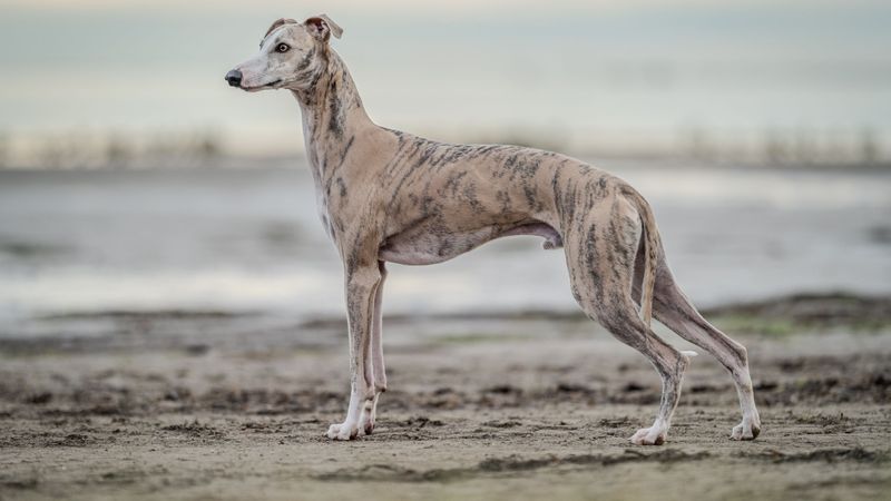 Silent Shadows: Whippets