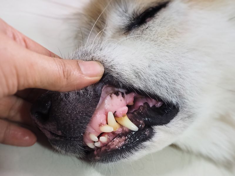 Bright Red Or Pale Gums