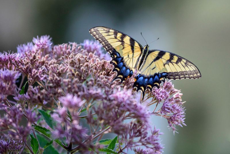 Joe-Pye Weed