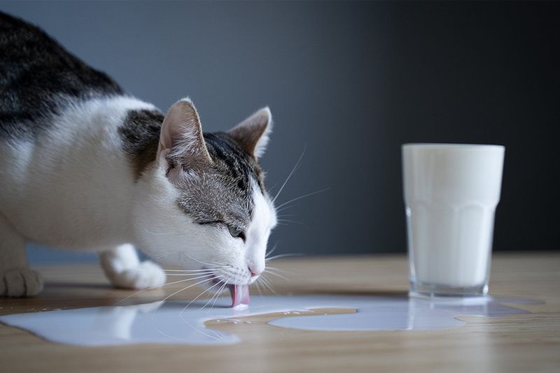 Cow's Milk - Tummy Trouble Maker