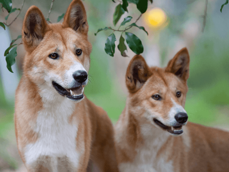 Carolina Dog: America's Ancient Survivor