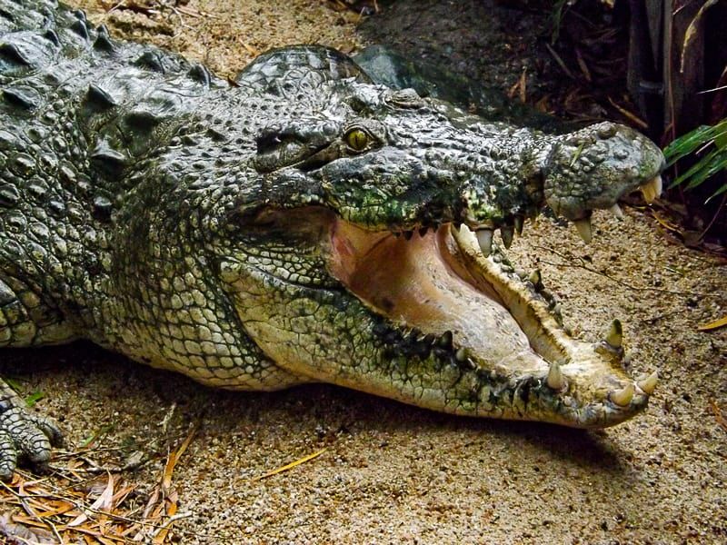 Saltwater Crocodile