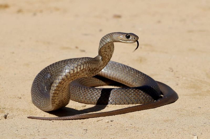 Eastern Brown Snakes – Lethal, But Ecologically Helpful