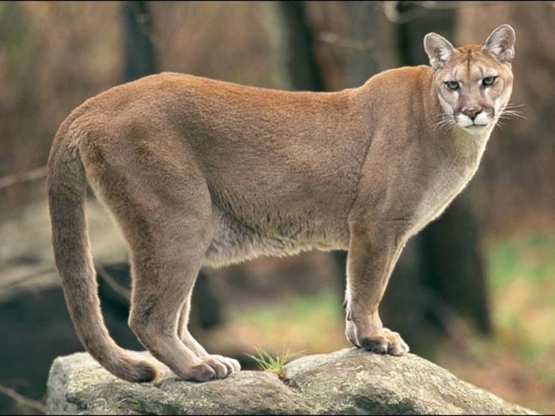 Porch Cougars