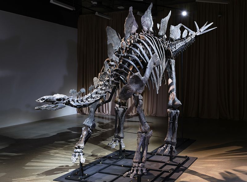 State Fossil Celebrity Status