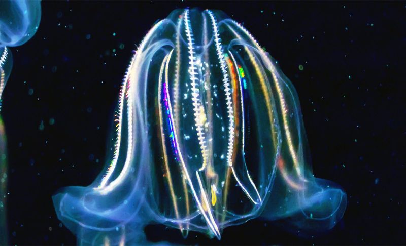 Comb Jellies – Rainbow Light Dancers