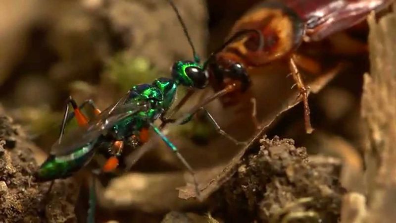 Jewel Wasp