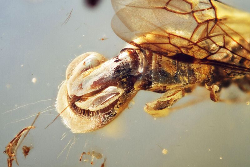 Invertebrates As Dinosaur Scavengers