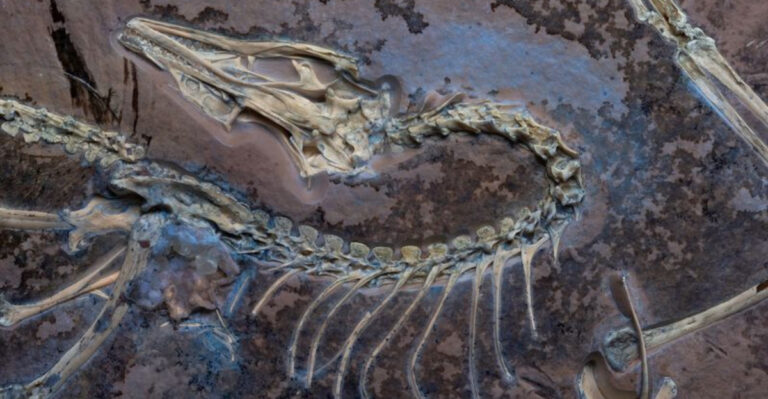 Dinosaur Misconceptions: Why Famous Fossils Might Not Be What We Thought They Were