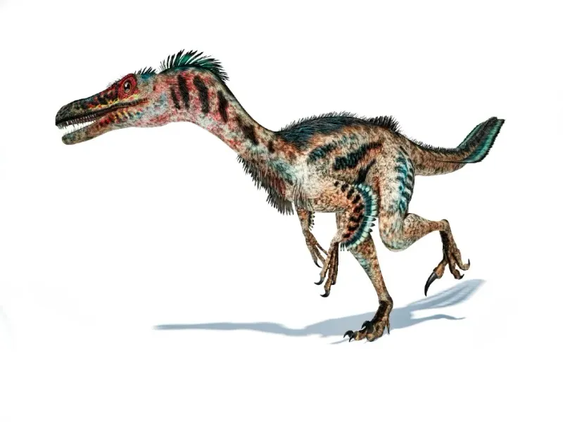 Velociraptors Were Man-Sized Hunting Machines