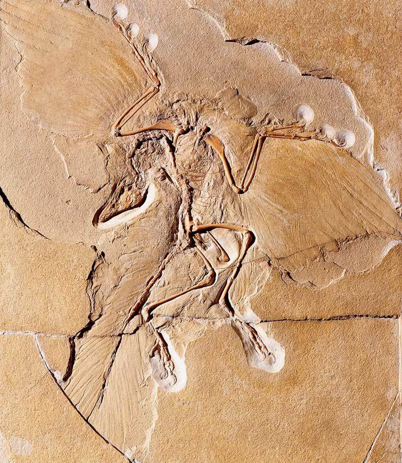 Fossil Records Suggest Continuous Evolution