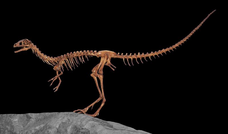Not All Dinosaurs Were Giant-Sized