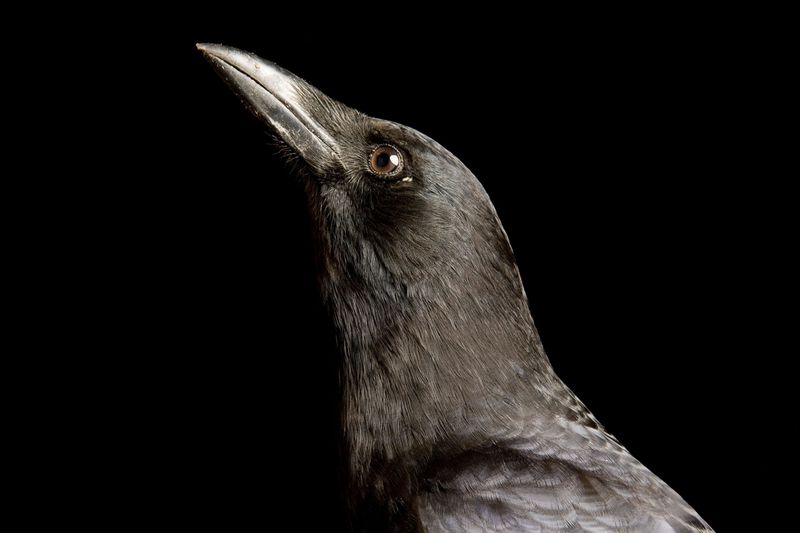 Ongoing Dinosaur Evolution Through Birds