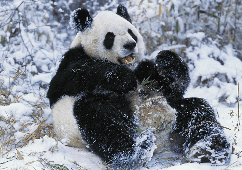 No Hibernation Needed