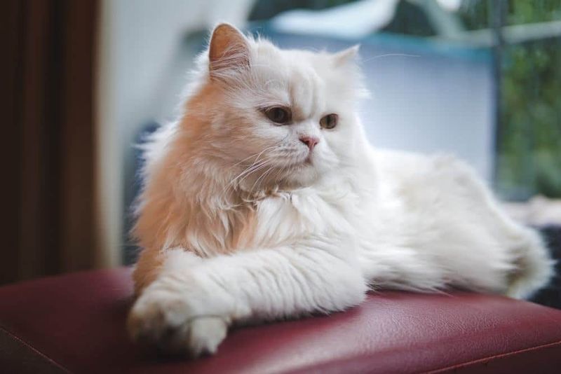 Luxury Lovers: Persian For Elegant Aesthetes