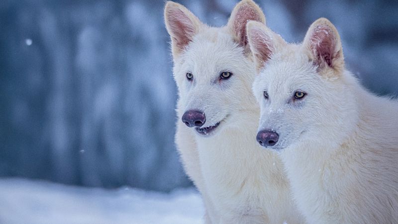 The Extinction Of The Dire Wolf