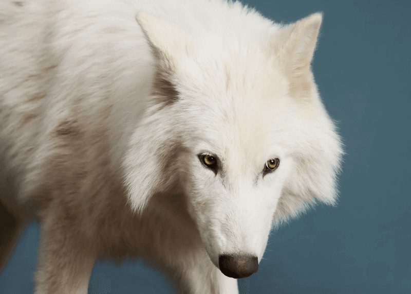 The Role Of Dire Wolves In The Extinction Of Other Species