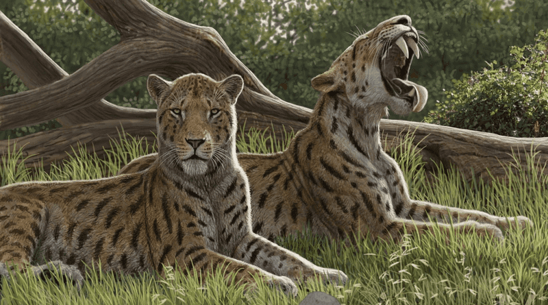 Machairodus: The Scimitar Cat