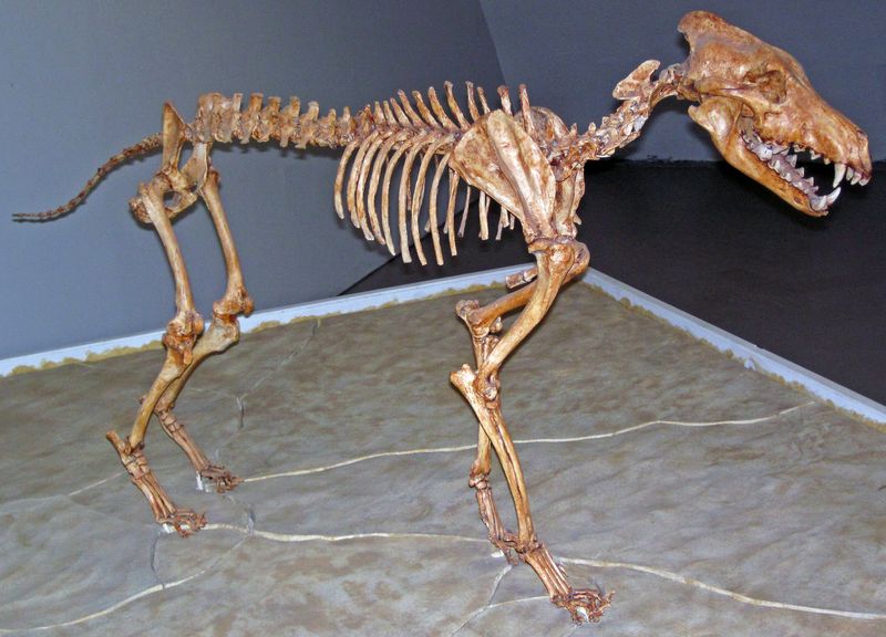 Dire Wolves' Teeth And Bone Structure