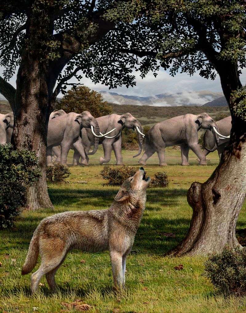 The Dire Wolf's Social Structure