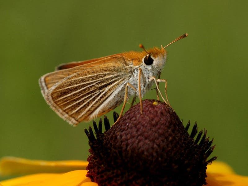 Vanishing Voice: Poweshiek Skipperling