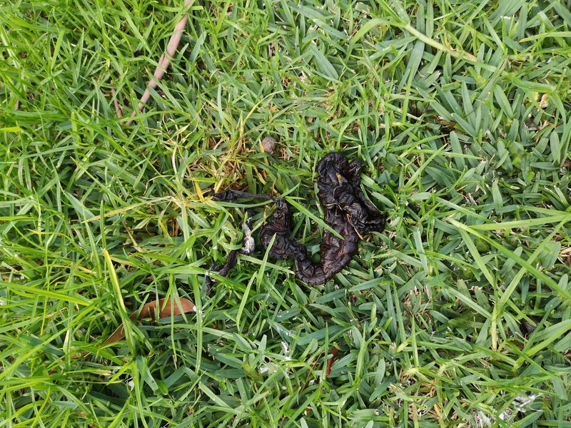 Snake Droppings