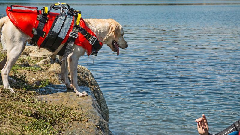 Intuitive Lifesavers: Labrador Retrievers