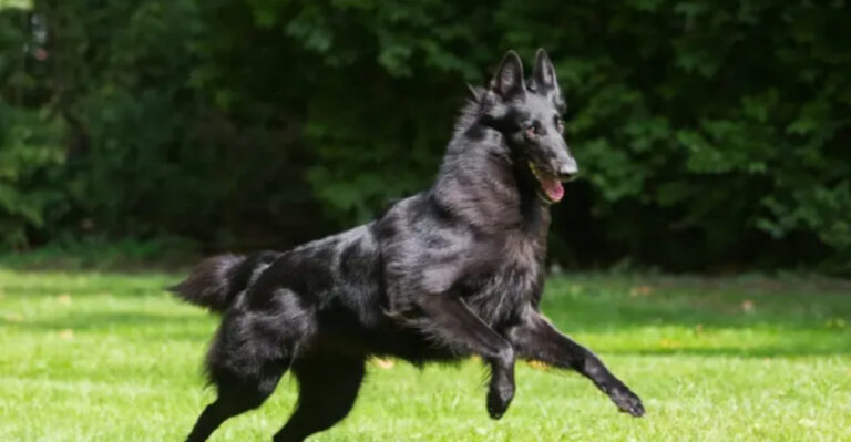 Discover 10 Stunning Black Dog Breeds You’ll Fall In Love With